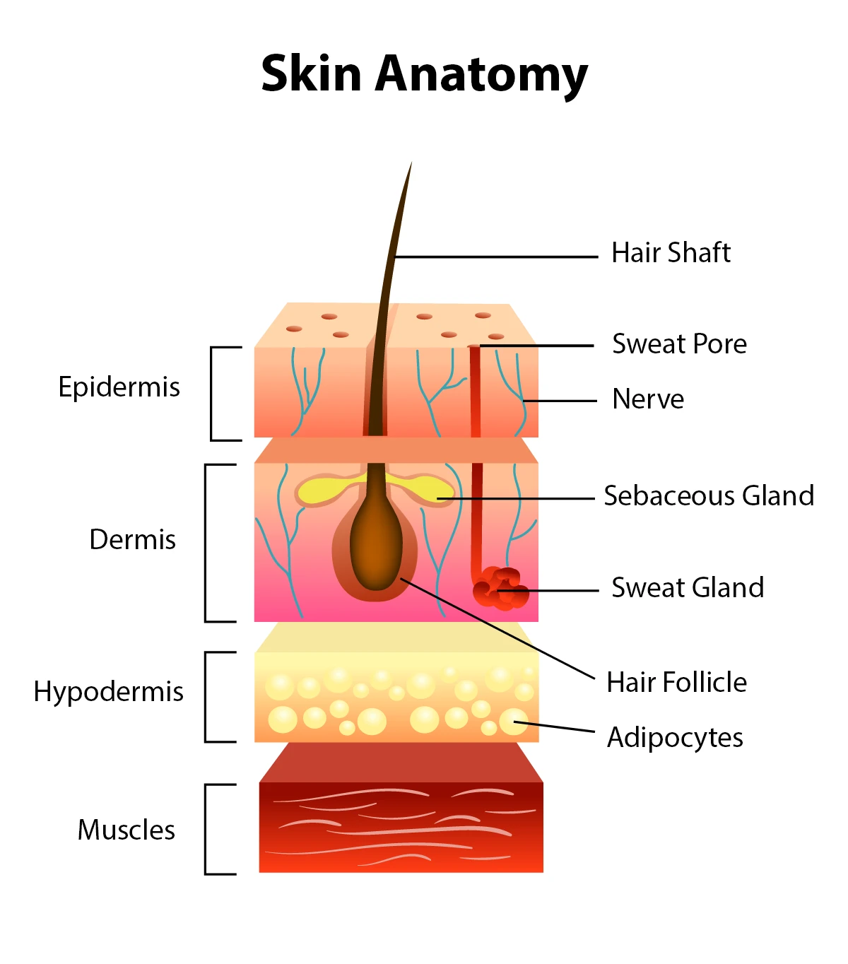 Image shows the anatomy of human skin, which a dermatologist cares for. 