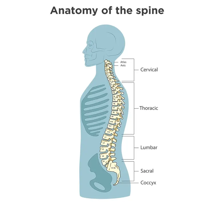 Image shows an anatomical breakdown of the spine.