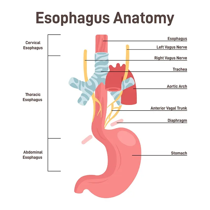 Diagram of the esophagus 