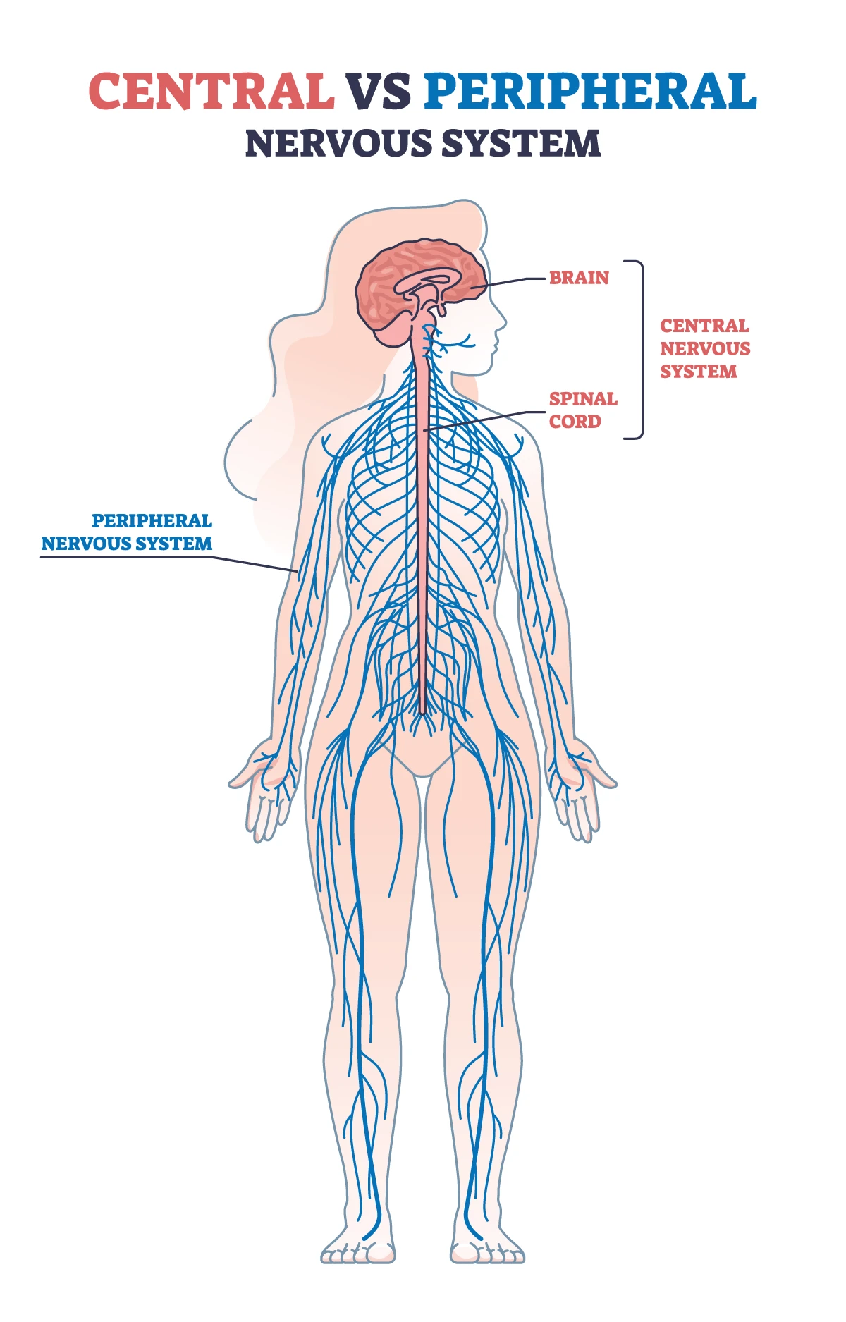 Image shows the peripheral nervous system