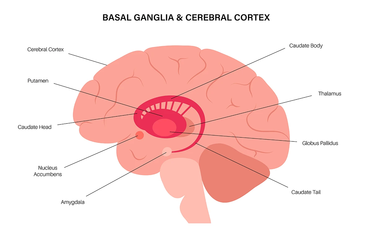 The image shows the brain and locations of the cerebral cortex and basal ganglia. It also points to the parts of the basal ganglia.