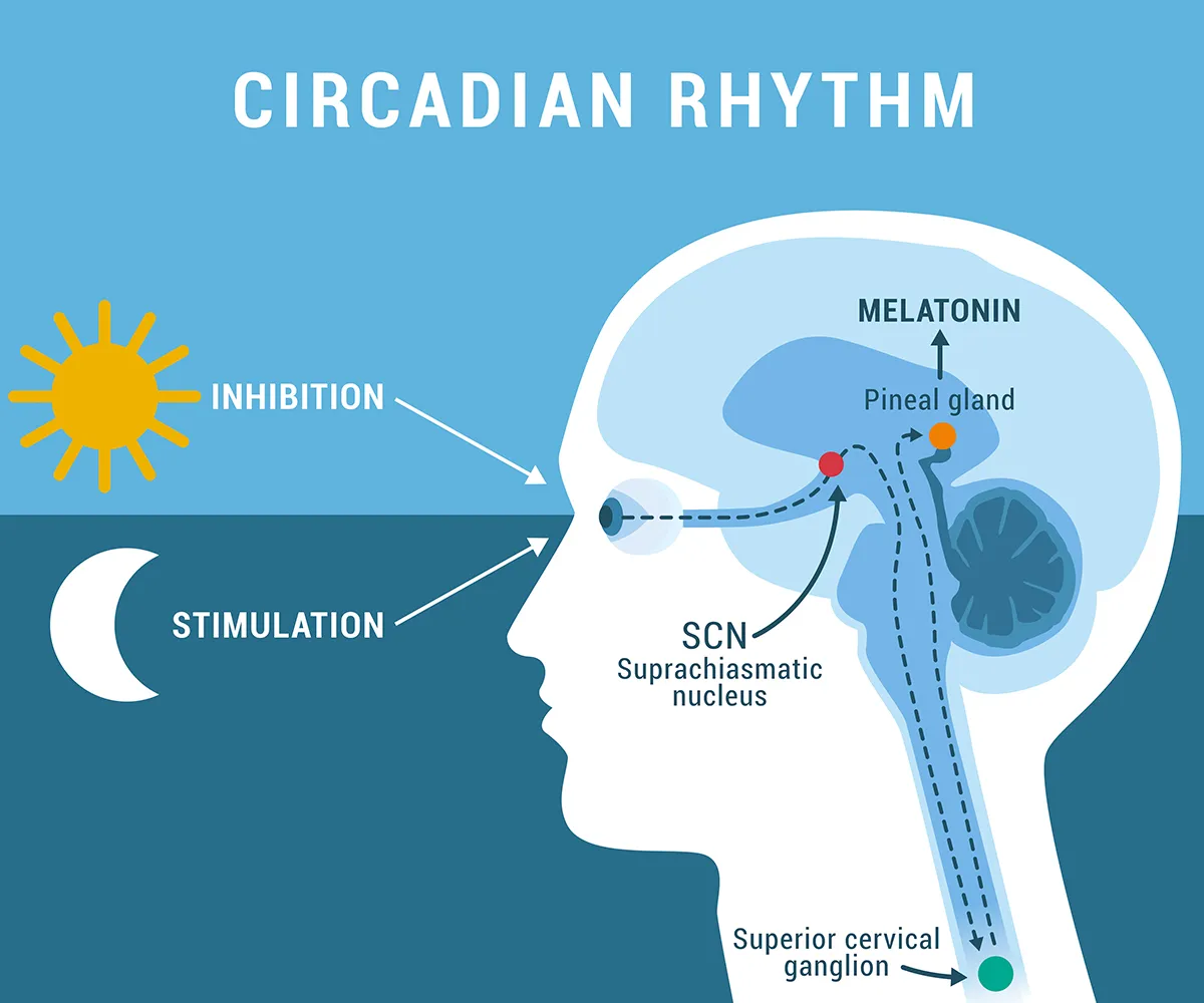 Diagram of the circadian rhythm highlighting the role of melatonin production, which is influenced by light and dark cycles.